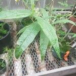 Solanum ensifolium