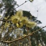 Salix caprea Цвят