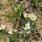 Ranunculus kuepferi