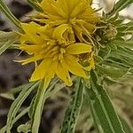 Geigeria ornativa Floro