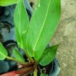 Philodendron erubescens ᱥᱟᱠᱟᱢ