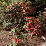 Rhododendron barbatum Hábito