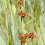 Juncus ensifolius 果實