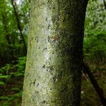 Sorbus aucuparia Bark