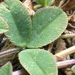 Trifolium thalii পাতা