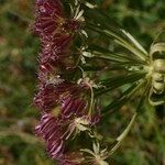 Laserpitium halleri Fruit