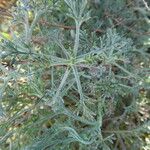 Artemisia campestris ഇല