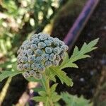 Tanacetum macrophyllum Квітка