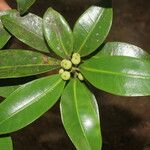 Ficus americana Fruit