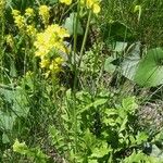 Sisymbrium austriacum Habit