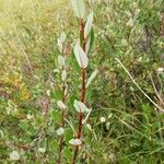 Salix foetida Blad