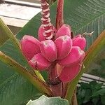 Musa velutina Fruto