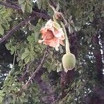 Adansonia digitata Flower