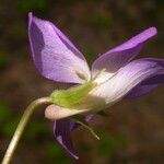 Viola palmata Blüte