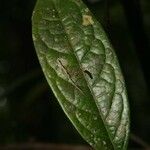 Aniba guianensis Feuille