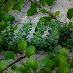 Vitex trifolia Hàbitat