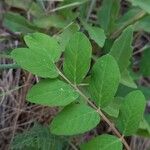 Astragalus glycyphyllos Blatt