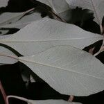 Quadrella morenoi Leaf
