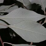 Quadrella morenoi Hoja