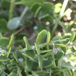 Osteospermum incanum ᱥᱟᱠᱟᱢ