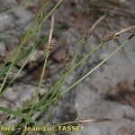 Carex ericetorum Floare