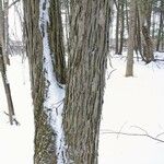 Carya ovata Bark