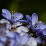 Guaiacum officinale Flower