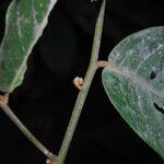 Monanthotaxis laurentii Leaf