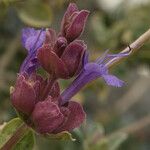 Salvia pachyphylla Flower