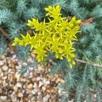 Petrosedum rupestre Flor