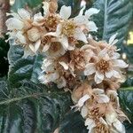 Eriobotrya japonica Blomst