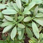 Rhododendron decorum Folha