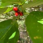 Cornus floridaFrucht