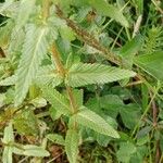 Rhinanthus alectorolophus Yaprak