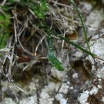 Asplenium seelosii Folio