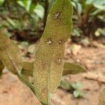 Bolbitis auriculata Leaf