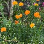 Trollius asiaticus Cvet