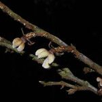 Piptostigma mortehanii Bloem