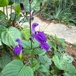 Brillantaisia lamium Flower