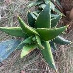 Aloe distans Лист