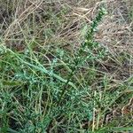 Salsola tragus Leaf