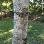 Coptosperma borbonicum Bark