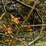 Prunus × yedoensis Bark