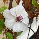 Clematis terniflora Flor