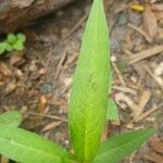 Polygonum lapathifolium Fulla