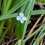 Veronica scutellata 花