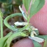 Trigonella balansae Flower