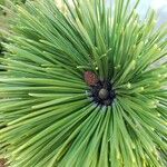 Pinus thunbergii Anders