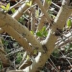 Viburnum lantana Bark