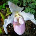 Cypripedium reginae Flower